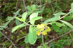 Polygala javana